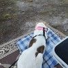 tippytaco95